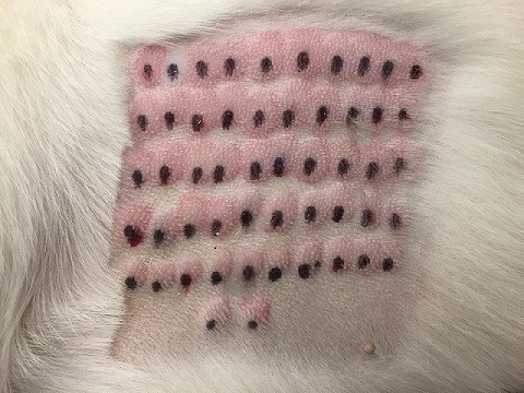 Services – Southwest Veterinary Dermatology