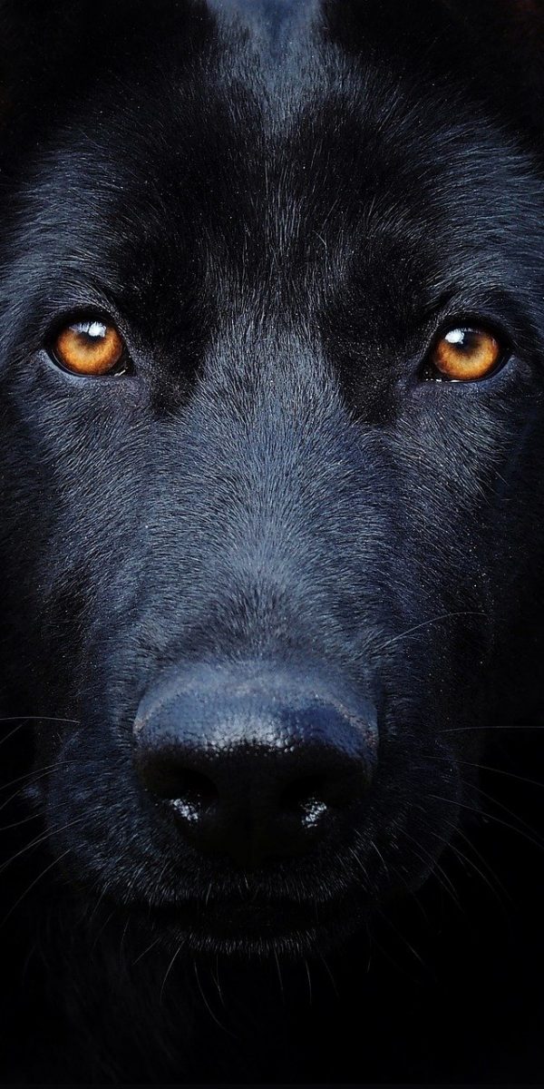 black german shepherd, eyes, dog